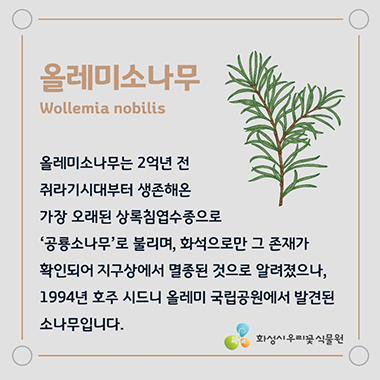 올레미소나무Wollemia nobilis 올레미소나무는 2억년 전 쥐라기시대부터 생존해온 가장 오래된 상록침엽수종으로 '공룡소나무'로 불리며, 화석으로만 그 존재가 확인되어 지구상에서 멸종된 것으로 알려졌으나, 1994년 호주 시드니 올레미 국립공원에서 발견된 소나무 입니다. 