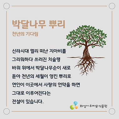 박달나무 뿌리 천년의 기다림 -  신라시대 멀리 떠난 지아비를 그리워하다 쓰러진 치술령 바위 위에서 박달나무순이 새로 돋아 천년의 세월이 엉킨 뿌리로 연인이 이곳에서 사랑의 언약을 하면 그대로 이루어진다는 전설이 있습니다.